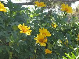 Mexican Sunflower Cuttings, Tithonia diversifolia, 8 Live Hardened Stems, Yellow Flowers, USDA Zones 8-11, Drought Tolerant