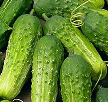 100+ Pickling Cucumber Seeds | Cucumis sativus | Crisp, Compact Variety for Pickles & Gardens | Non-GMO Vegetable Seeds