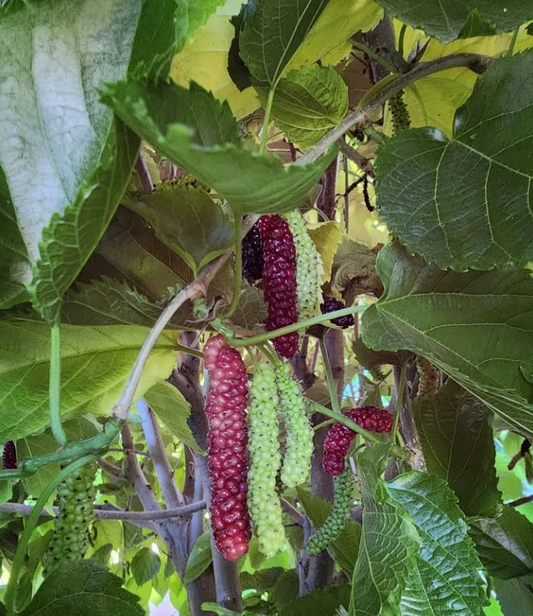 Pakistan Mulberry Cuttings (10) - 6-8 Inch - Morus macroura - Grafting/Rooting