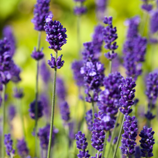 150 English Lavender Seeds | Lavandula angustifolia | Non-GMO Fragrant Herb and Flower for Borders, Pots & Pollinator Gardens