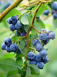 5 Austin Blueberry Live Cuttings 5-8" Unrooted Scion Fruit Tree, DIY Food Grow, Healthy Blueberry Plant for Home Garden, Homegrown Berries