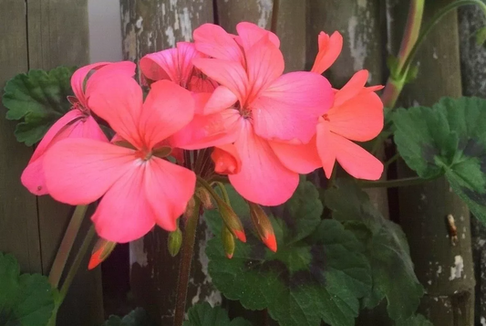 Pelargonium Zonal Geranium, 4 Orange-Pink Flower Cuttings, 6" Unrooted Stems, USDA Zones 9-11