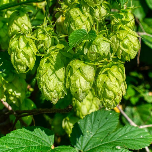 5 Saaz Hops Seeds | Humulus lupulus | Non-GMO Hop Vine for Vertical Gardens, Trellises & Landscapes | Fast-Growing Climber