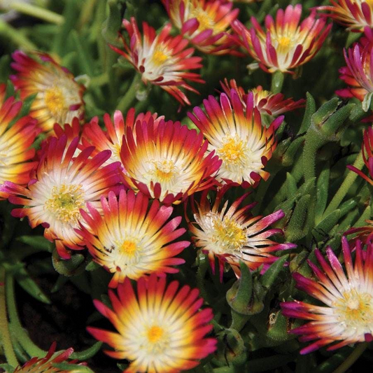 Delosperma 'Jewel of Desert Ruby' Cuttings, 12 Succulent Stems, Red Flowers, Drought Tolerant, USDA Zones 6-9