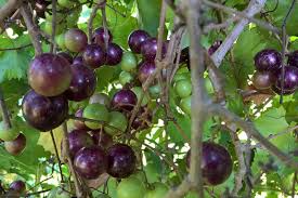 Muscadine Grape Vine Cuttings, Vitis rotundifolia, 12 Live Clippings, Native Fruit Vine, USDA Zones 7-10