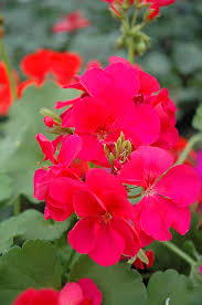 6 Hot Pink Pelargonium Peltatum Ivy Geranium Live Plant Cuttings 6" – Unrooted Geraniums for Hanging Baskets, Gardens, & Window Boxes