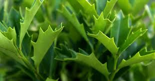 1 Oak Leaf Holly Unrooted Cutting | Ilex Latifolia | Evergreen Shrub for Gardening | Hardy Holly Cutting for Planting