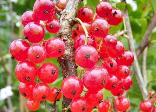 Red Lake Currant Rooted Cuttings, Ribes rubrum, Bare Root Dormant Plants, Fruit Shrub for Jams & Baking, 6-8" Tall