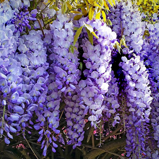 Japanese Wisteria Cuttings (2) - 10 Inch Rooted - Floribunda - Pink/Blue/Purple Blooms
