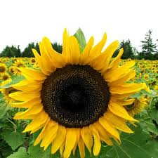 100+ Mammoth Sunflower Seeds | Giant Helianthus annuus Variety | Grow Tall Sunflowers for Pollinators, Privacy Screens & Bouquets
