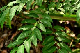Katuk Cuttings - 7 Live Cuttings, Sauropus androgynus, Perennial Leaf Vegetable