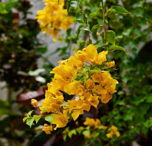 Bougainvillea California Gold Live Plant Gold Blooms Drought Tolerant USDA Zones 9-11