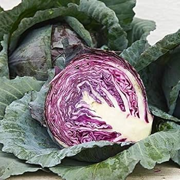 250+ Red Acre Cabbage Seeds | Brassica oleracea | Non-GMO Heirloom Red Cabbage for Garden Beds & Cool Season Harvests