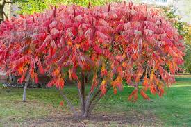 30 Staghorn Sumac Tree Seeds | Rhus typhina | Non-GMO Native Shrub Tree with Red Cone Clusters | Great for Natural Landscaping