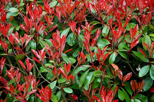 Photinia x Fraseri Cuttings - 10 Count - Red Tip Shrub - Evergreen Hedge Plant