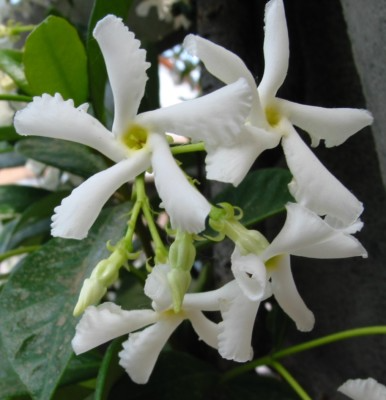 White Star Jasmine Cuttings - 6 Live Cuttings, Trachelospermum jasminoides, Fragrant Vine