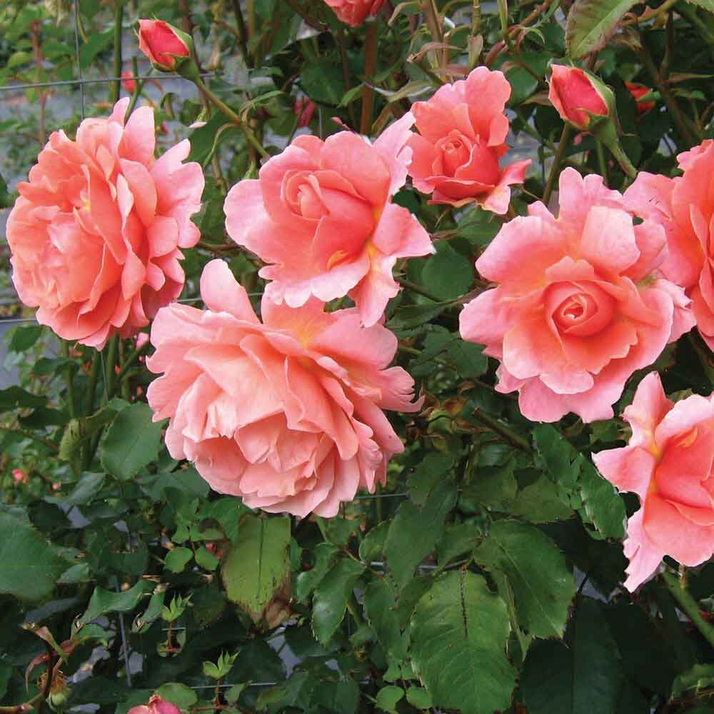 Rose 'Glowing Sunset' Cuttings - 3 Fresh 5-6" Stems with Rooting Powder, USA Grown, Bright Orange Blooms