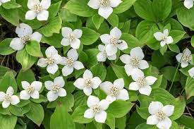 Cornus canadensis Rhizomes - 2 Count - Bunchberry - Wild Harvested Alaska