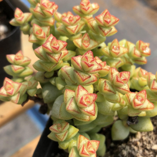 Crassula Tom Thumb Cuttings (2) - 3-4 Inch Succulent - White Spring Flowers