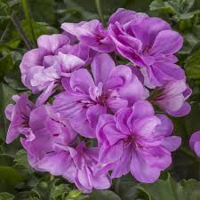3 Lavender Pelargonium Peltatum Trailing Ivy Geranium Unrooted Cuttings 6" Live Plant, Geraniums for Hanging Baskets, Easy Propagation