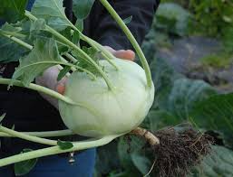 100+ Giant Kohlrabi Seeds | Brassica oleracea Variety | Exotic Heirloom Bulbing Cabbage | Easy to Grow Cool Season Vegetable