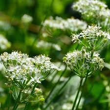 100 Garlic Chives Seeds for Planting - Allium tuberosum - Fresh, Aromatic Herb for Cooking, Garden, & Asian Dishes, Easy to Grow