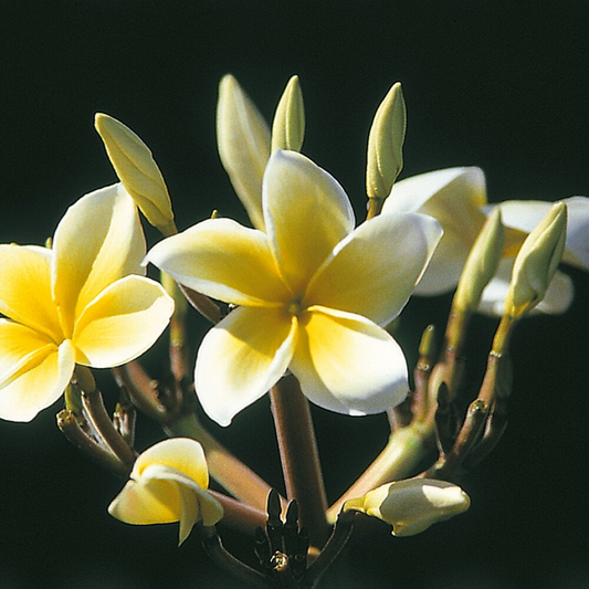 1 Yellow Plumeria Fresh Starter Cutting 10" Unrooted | Plumeria Rubra, Tropical Flowering Plant, Fragrant Yellow Flowers, Easy to Grow