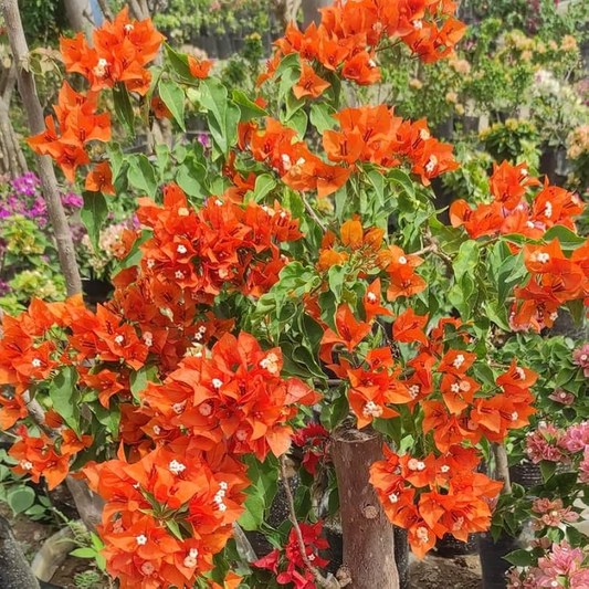 Bougainvillea Orange King Live Plant 1-2 Ft Tall in 3-Gal Pot Orange Blooms USDA Zones 9-11