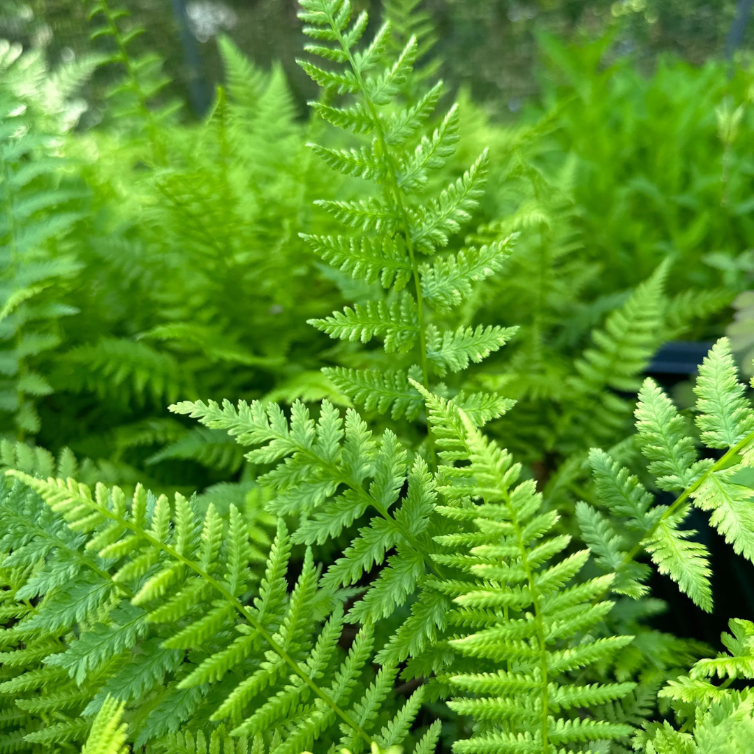 3 Lady Fern Plants - Bare Root Athyrium filix-femina | Native Woodland Fern | Shade-Loving Perennial for Gardens