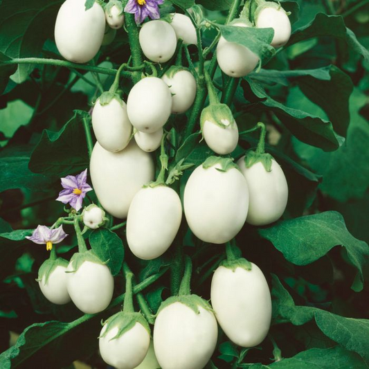 100+ White Eggplant Seeds | Solanum melongena | Unique Non-GMO Vegetable Seeds for Planting | Great for Grilling & Garden Beds