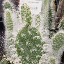 Opuntia 'Snow' Cuttings - 2 Pcs 4-7", Fuzzy Prickly Pear, Extreme Cold & Drought Tolerant, Edible Pads/Fruit, CA Native, Pollinator Magnet