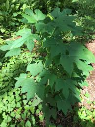 Maple Leaf Chaya Cuttings - SM Flat Rate Box (12-15 Pcs), Superfood Spinach Tree, Drought-Resistant, Easy to Grow, Nutrient-Rich Leaves