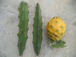 1 Yellow Dragon Fruit Palora Variety Fresh Cutting 3-4" for Rooting, Hylocereus megalanthus, Sweet Yellow Fruit, Tropical Plant Cutting