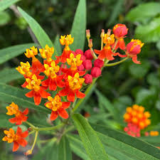 25 Blood Flower Milkweed Seeds | Asclepias curassavica | Monarch Butterfly Host Plant | Red & Orange Blooms | Non-GMO Seeds