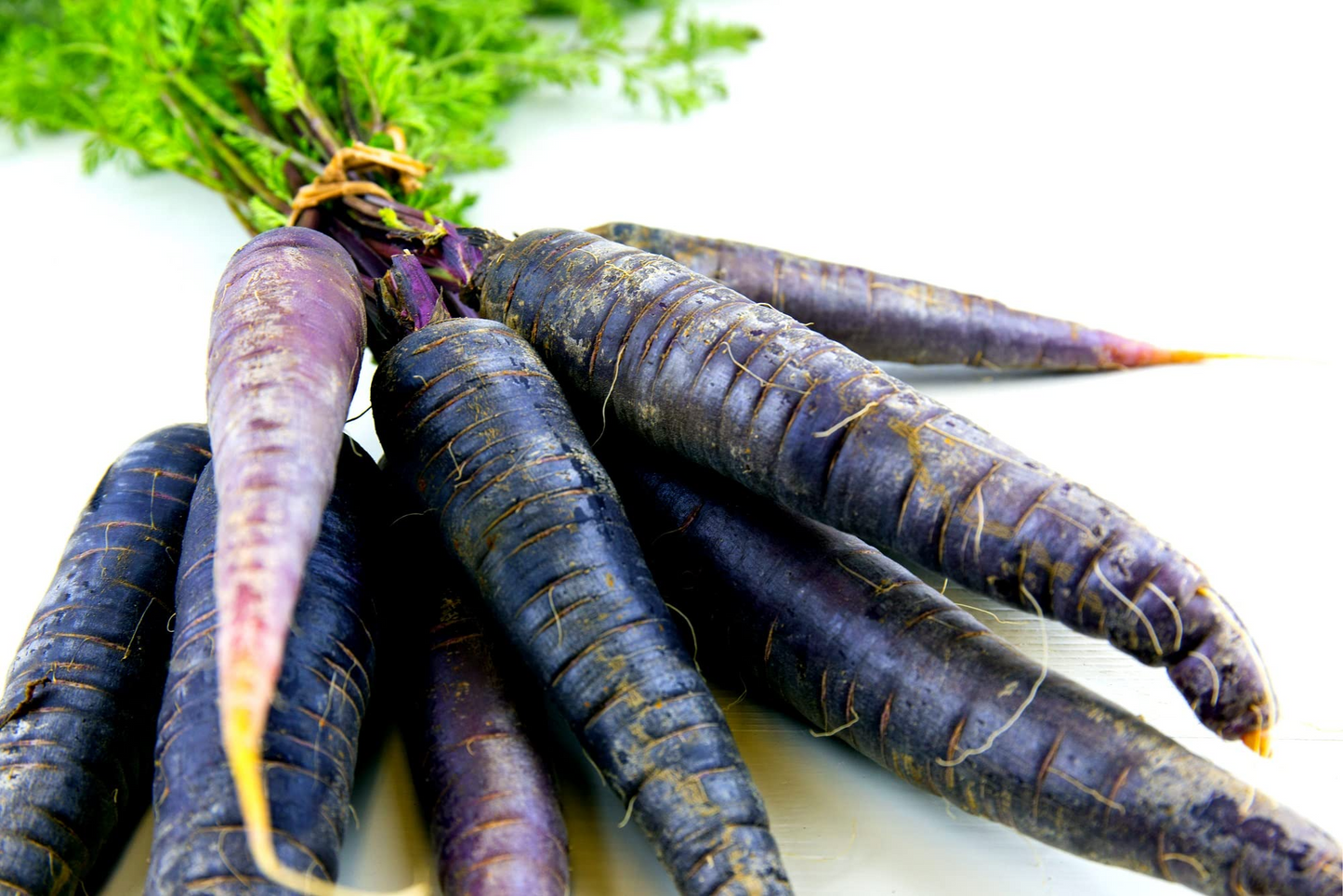 500+ Black Nebula Carrot Seeds | Daucus carota | Deep Purple-Black Non-GMO Heirloom Carrots for Planting | Unique Garden Vegetable