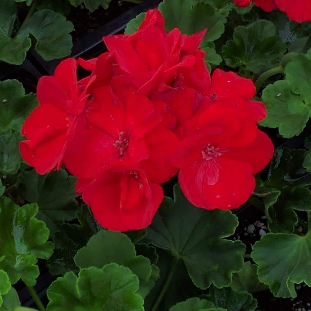 5 Organic Red Geranium Unrooted Cuttings 5-8" - Fresh, Easy to Root, Pelargonium - Vibrant Red Blooms, for Garden, Pots, or Hanging Baskets