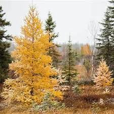 Larix Seeds - 20 Count - Mixed Varieties - Alaska Wild Harvested - Deciduous Conifer