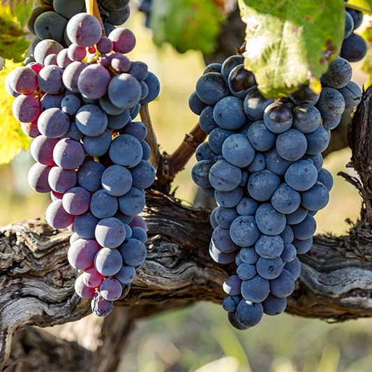 Vitis 'Jupiter' Cuttings, 5 Seedless Grape Stems, Table Grape Vine, USDA Zones 6-9