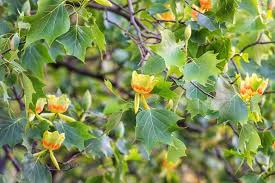 6+ Tulip Tree Cuttings | Liriodendron tulipifera | Fast-Growing Shade Tree | Green-Yellow Tulip Flowers
