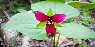 5 Purple Trillium Plants - Bare Root Trillium erectum | Native Shade Wildflower | Perennial for Woodland Gardens