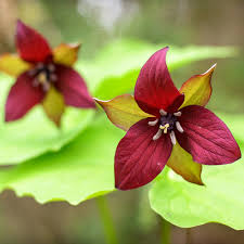 5 Red Trillium Plants - Bare Root Trillium erectum | Native Shade Wildflower | Perennial for Woodland Gardens
