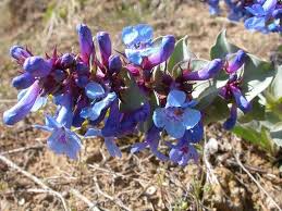 100 mg Seeds Penstemon Nitidus (Waxleaf Beardtongue) for Planting | Drought-Tolerant Perennial Wildflower for Gardens & Pollinator Habitats