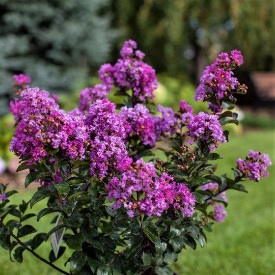 Dark Purple Crepe Myrtle Live Plants - 2 Rooted Bushes/Trees, 8" Flower Clusters, Fast Growing, Drought Tolerant, Zones 7-10, Bare Root