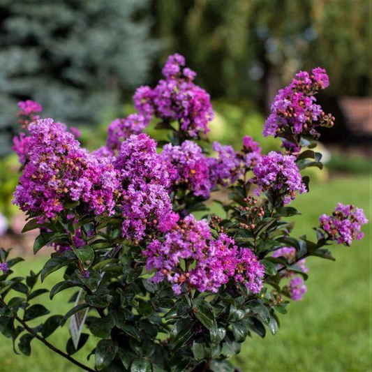 Dark Purple Crepe Myrtle Live Plants - 2 Rooted Bushes/Trees, 8" Flower Clusters, Fast Growing, Drought Tolerant, Zones 7-10, Bare Root