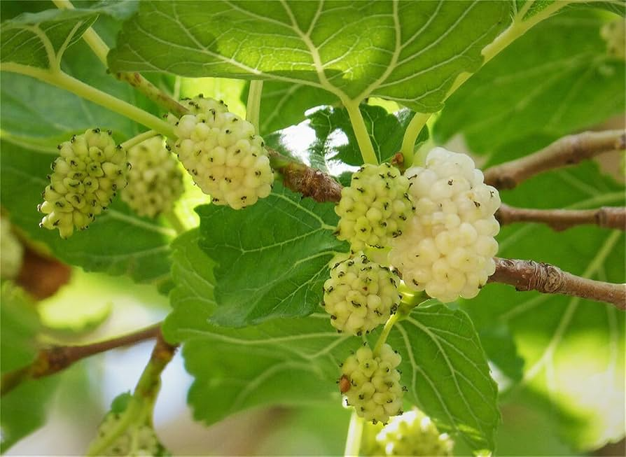 50 White Mulberry Tree Seeds (Morus alba) - Sweet Edible Fruit, Grow Your Own Mulberry Tree, for Gardens, Healthy Snack, Fast Growing