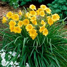 3 Stella D'Oro Daylily Plants - Bare Root | Mini Border Lily | Cold Hardy Perennial for Gardens & Landscaping