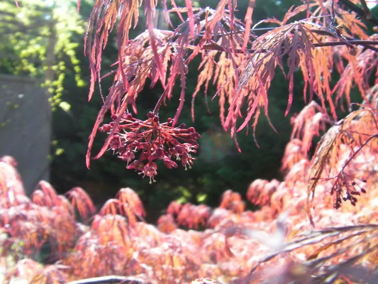 Japanese Maple 'Garnet' Cuttings - 8 Pcs (4+4) for Rooting/Grafting, Award-Winning Weeping Tree, Red-Orange Foliage, Zones 5-9, Hardy