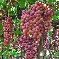 Red Flame Seedless Grape Vine, Vitis vinifera, 12+ Inch Rooted Plant, USDA Zones 7-10, Full Sun, Bare Root
