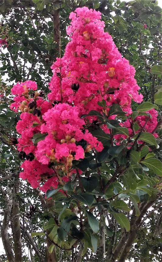 Lagerstroemia 'Hot Pink' - 2 Rooted Cuttings, 6" Tall, Bare Root, Dormant