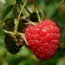 4 Red Raspberry Heritage Scion Cuttings - Rubus idaeus Unrooted 10-12” for Rooting or Grafting - High-Yield Berry Plants